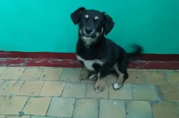 Найден щенок на Пермской 2, ищем хозяина или передержку