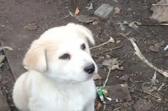 Найден щенок в Перми, звоните Татьяне