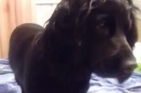 Потерянные животные Новокузнецк, фото: Пропала собака 