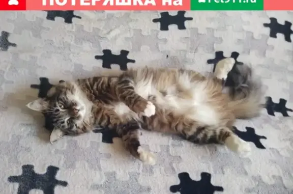 Пропала кошка в Берёзовке, Хабаровск: кв70 лет, д13, зовут Маркиз