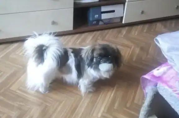 Пропала собака Пикинес возраста 4 лет в Московской области