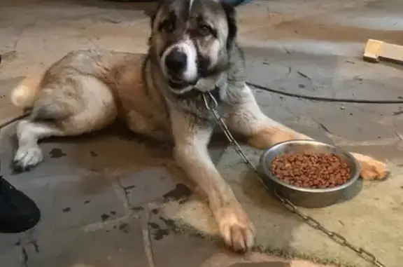 Собака Алабай найдена в д. Фоминское, Москва