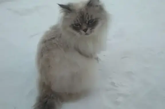 Пропала кошка в Переславле-Залесском!