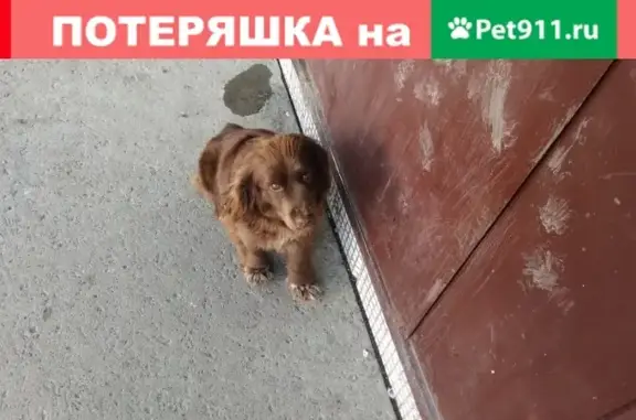 Найдена собака у Авроры 6, Кемерово