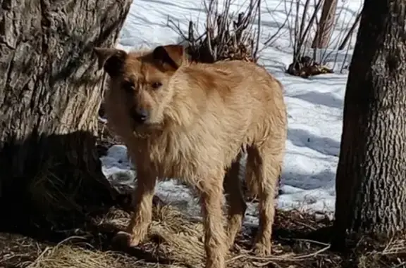 Найдена собака в мкр-н Пионерский, Екатеринбург