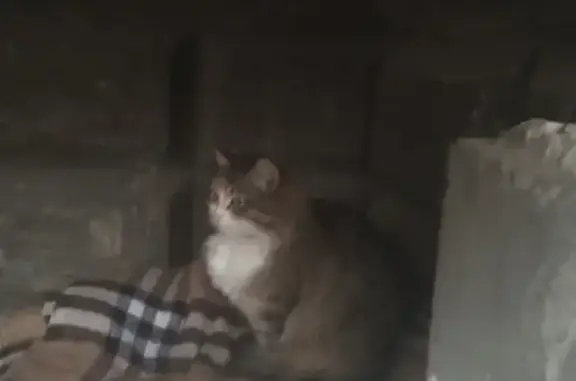 Найдена пушистая кошка в Маге
