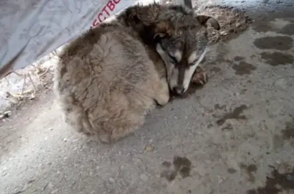 Пропала собака возле рынка, Октябрьский, Республика Башкортостан