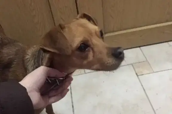 Собака найдена возле магазина 