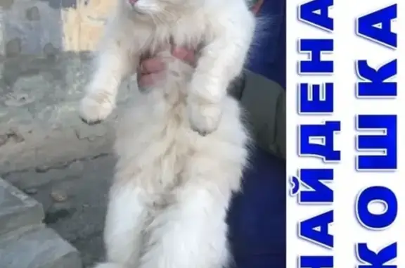 Найдена кошка на ул. Тобольная в Кургане