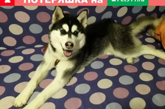 Найдена собака на пр. Мира в Сургуте
