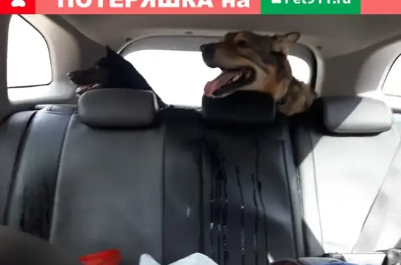 Найдена домашняя собака в Толмачево