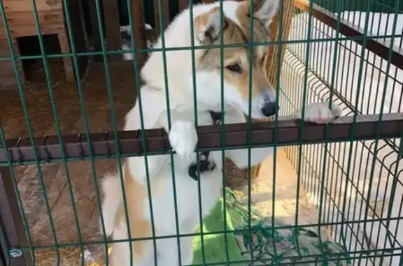 Потерянные животные Нижний Новгород, фото: Пропала собака в Задолье, Нижний Новгород: западно-сибирская лайка Арчи