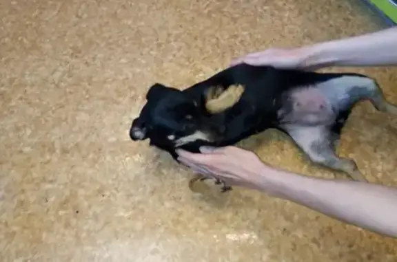 Собака-пинчер найдена в Вихоревке, Иркутская область