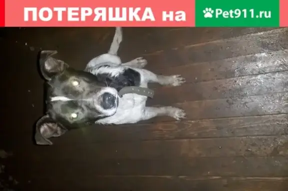 Собака найдена на улице Тополиная, Астрахань