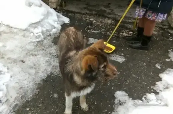 Найдена собака на улице Авроры, Самара