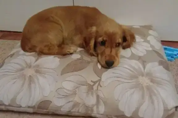 Найдена собака породы спаниель в поселке Широчанка