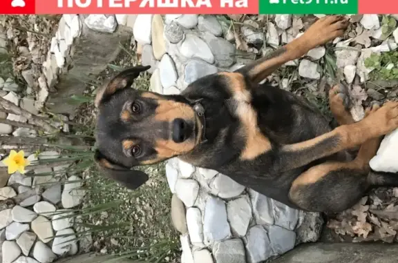 Собака Щенок найдена в Геленджике