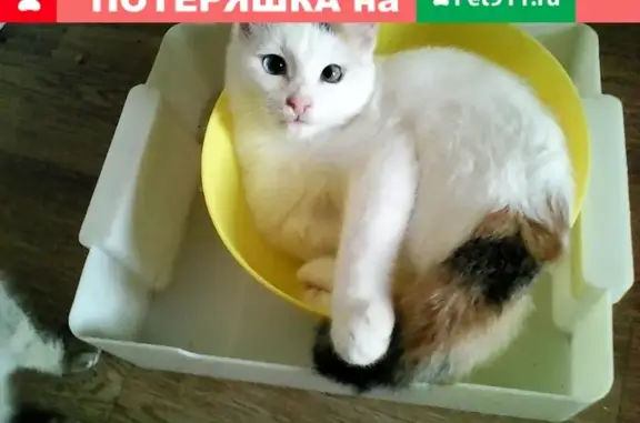 Пропала белая кошка с ул. Орджоникидзе, д.7