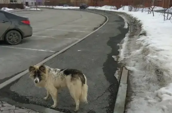 Найдена собака без ошейника в районе Краснолесья