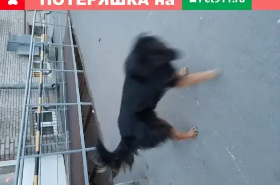 Найдена собака на Кронштадтской ул. в СПб