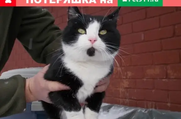 Пропал молодой котик в Дмитрове