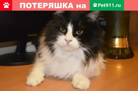Пропала кошка Филечка, ул. Колобова, 21, Севастополь