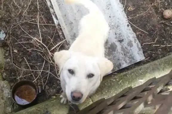Собака найдена в Армавире, Краснодарский край
