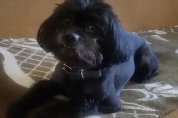 Потерянные животные Москва, фото: Пропала собака в Москве, 2-й Хуторской переулок