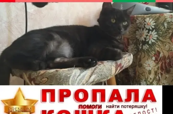 Потерянные животные Москва, фото: Пропала кошка на Широкой улице, вознаграждение за находку!