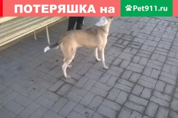 Найдена собака в ТГАСУ, без ошейника