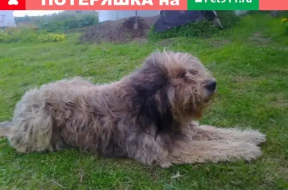 Найдена собака по ул. Народной, Брянск