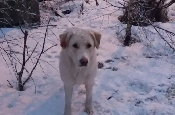 Найдена собака возле Люберец: ищем хозяина или дом!