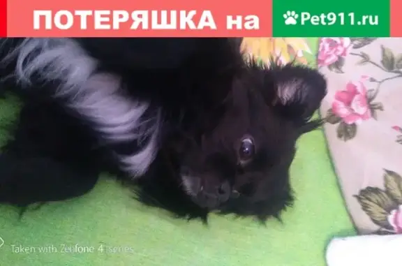 Пропала собака в Черепаново, Новосибирская обл.