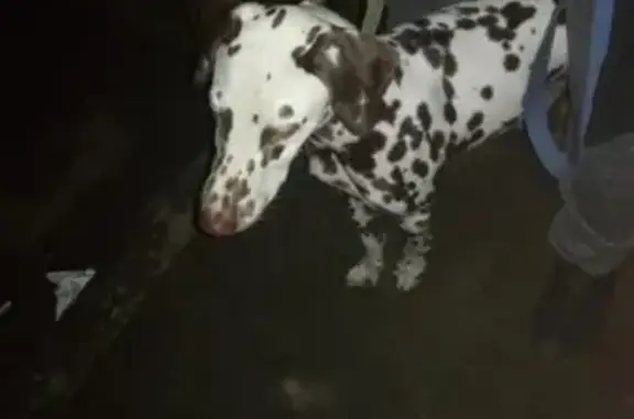 Найдена собака в квартале Трест
