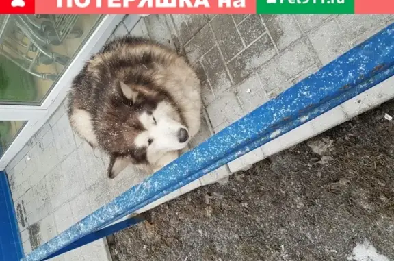 Найдена собака в Заельцовском районе, микрорайон Стрижи, нужна помощь