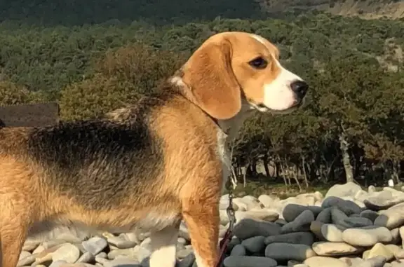 Собаки потеряшки, Анапа, фото: Потеряшка собака в Анапе