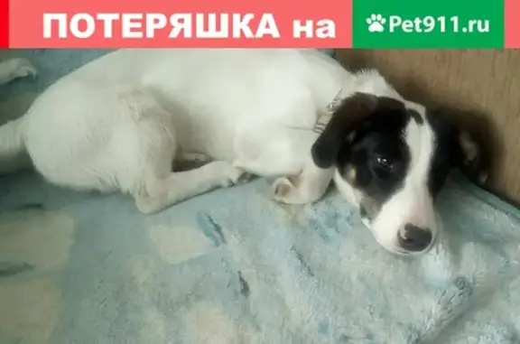 Найден щенок в Тюмени, ищет хозяев в районе Маяка