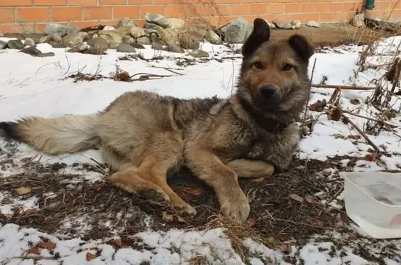 Найдена собака в Иркутске, ищем хозяина!