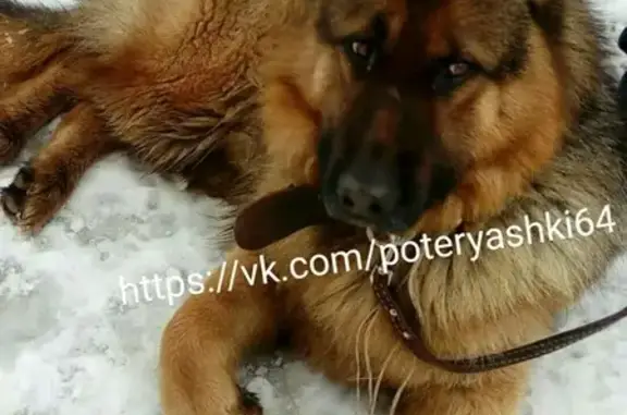 Найдена собака в Энгельсе, улица Гагарина