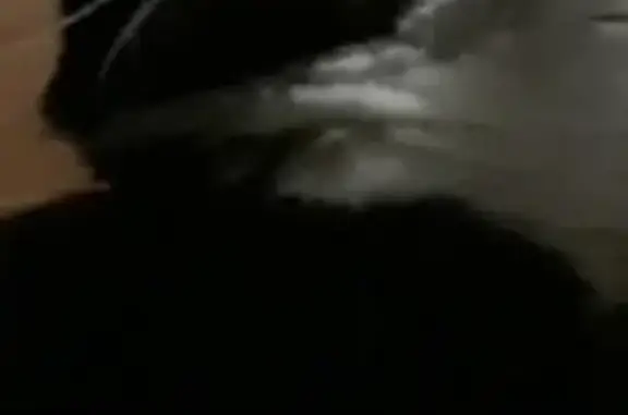 Кошки потеряшки, Киров, фото: Потеряшка кот Степа в районе филейки, Киров.