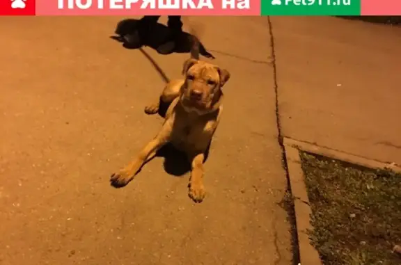 Найдена собака породы Шарпей на ул. Героев Разведчиков в Краснодаре