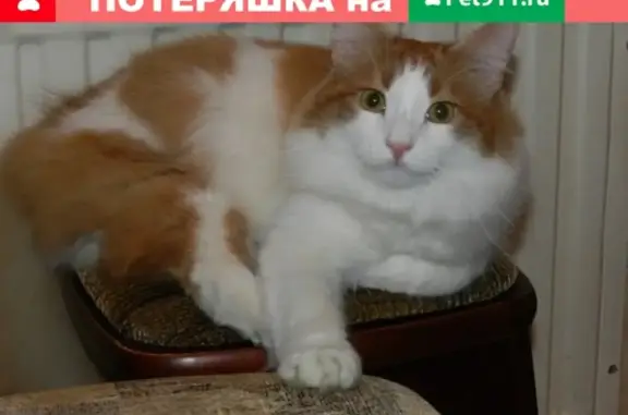 Найдена кошка в пос. Ленинский, мкрн Центральный