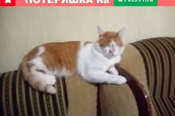 Пропала кошка Маркиз в Богородске