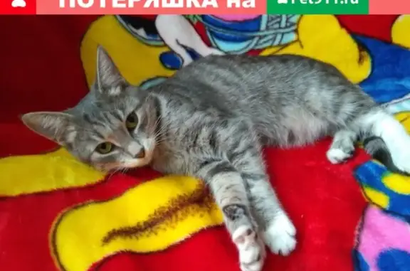 Пропала кошка Соня на ул. Блюхера, д. 9, Рыбинск