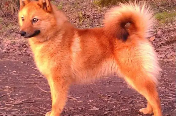 Пропала собака Кирси в дер. Ожерелки, Московская область (32)
