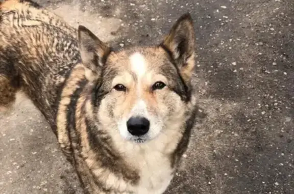Найдена домашняя собака в Ивановской области