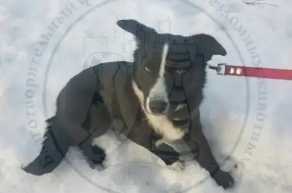 Найдена черная собака в Горном Щите