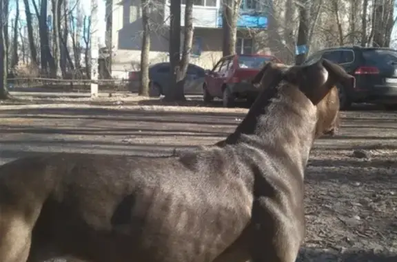 Найдена собака без клейма на улице, контактная. Воронеж, репост!