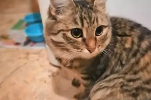 Кошки потеряшки, Киров, фото: Потеряшка кошка на Стахановской д29, зовут Макси.