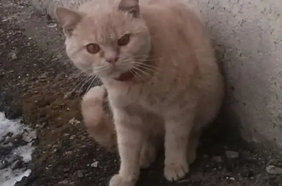 Потерян кот в подвале на Чкаловском (Екатеринбург)